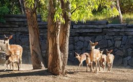 İzmir Doğal Yaşam Parkı’nın en yeni üyesi Kakadu papağanı ailesinin 15 yıl sonra ilk yavrusu dünyaya geldi