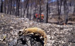 İzmir’in ateş savaşçıları ağaçlar için nöbette